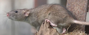 Deratyzacja